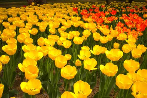 红井子、火红的青春岁月（二）